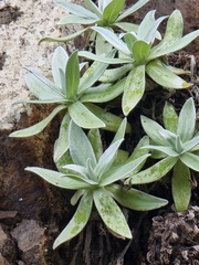 Helichrysum devium image