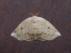 Arctornis plumbacea