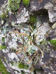 Asplenium septentrionale