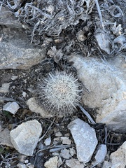 Coryphantha echinus