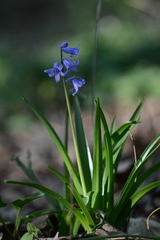 Hyacinthoides