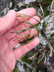 Asplenium septentrionale