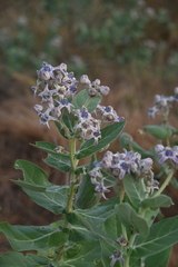 Calotropis gigantea
