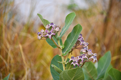 Calotropis gigantea