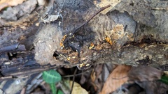 Trichoderma