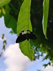 Tagiades ultra