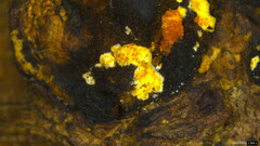 Trichoderma