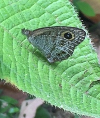Ypthima horsfieldii humei