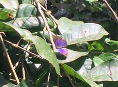 Arhopala