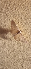 Scopula optivata