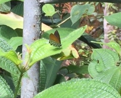 Drupadia ravindra moorei