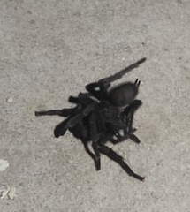 Chaetopelma olivaceum