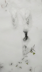 Leporidae