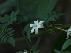 Jasminum officinale