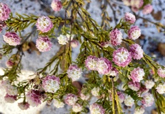 Lachnaea densiflora