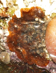 Watersipora subatra
