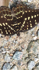 Lexias pardalis dirteana