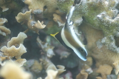 Heniochus chrysostomus