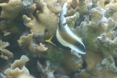 Heniochus chrysostomus