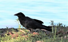 Corvus coronoides