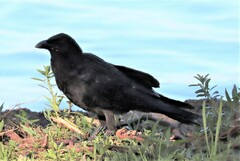 Corvus coronoides