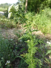 Achillea nobilis