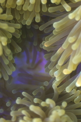 Heteractis magnifica