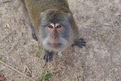 Macaca fascicularis