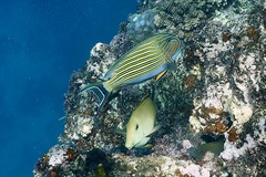 Acanthurus lineatus