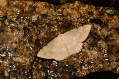 Luxiaria emphatica
