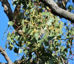 Eucalyptus populnea