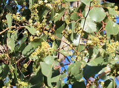 Eucalyptus populnea