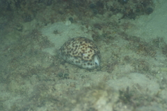 Cypraea tigris