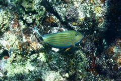 Acanthurus lineatus