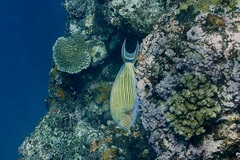 Acanthurus lineatus