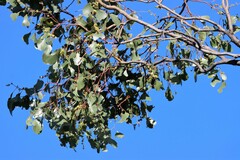 Eucalyptus populnea