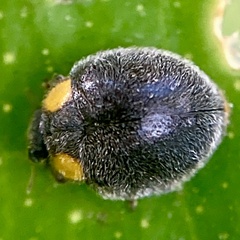 Apolinus lividigaster