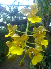 Trichocentrum bicallosum