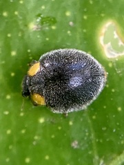Apolinus lividigaster