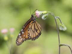 Danaus
