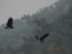 Haliaeetus ichthyaetus