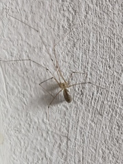 Pholcus phalangioides