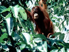 Pongo pygmaeus