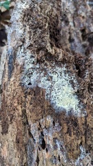 Botryobasidium