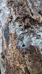 Botryobasidium