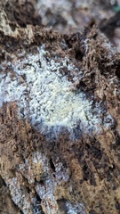 Botryobasidium