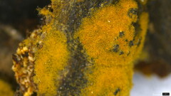 Botryobasidium