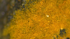 Botryobasidium