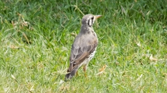 Turdus litsitsirupa