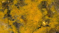 Botryobasidium